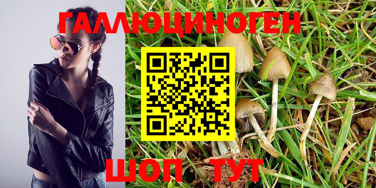 Галлюциногенные грибы Psilocybe  Вход с VPN  Псилоцибиновые грибы Psilocybe  Новороссийск 